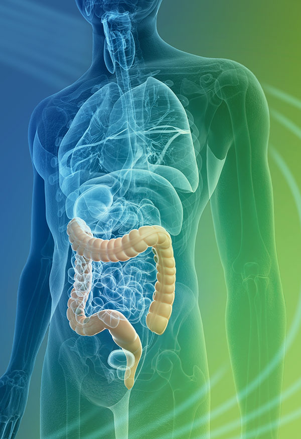 colon diagram